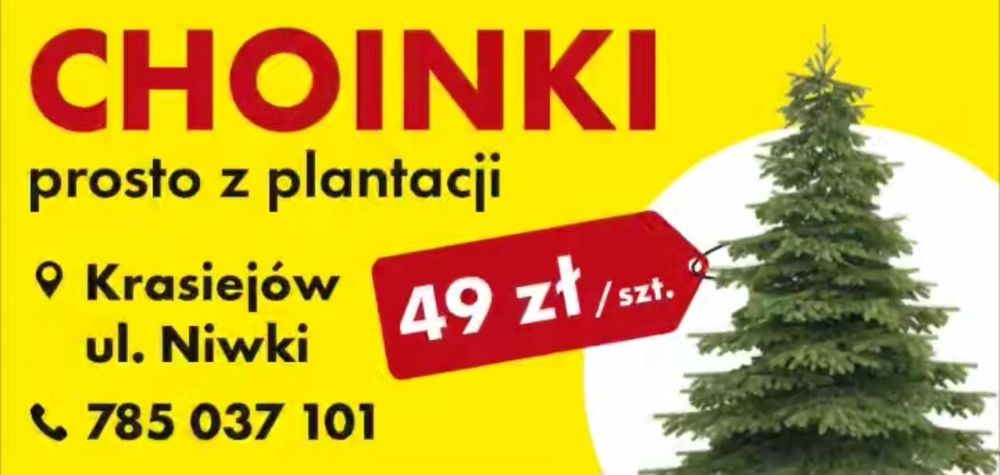 Choinka świerk pospolity I srebny 49zł