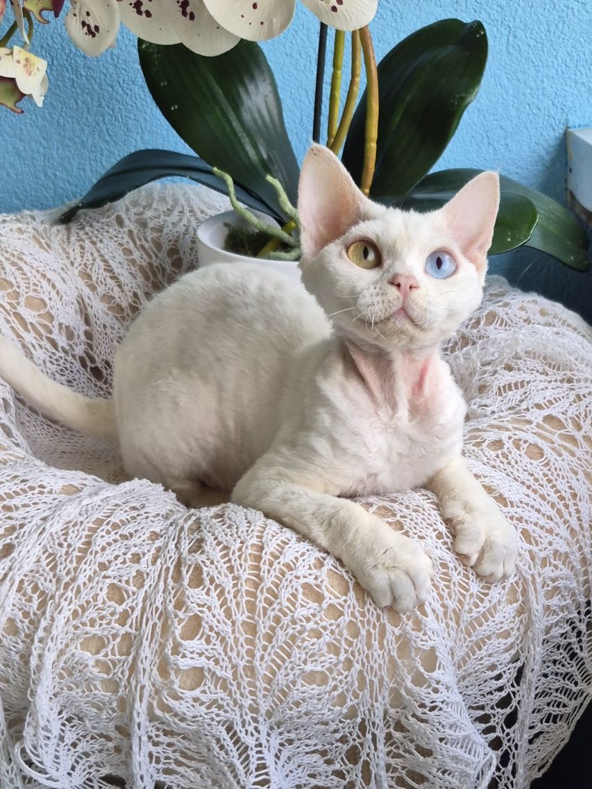 Koteczka Devon Rex Wystawo-hodowlana FPL