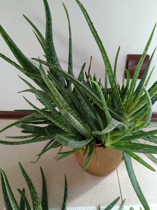 Tanio-Aloe -Vera sadzonki