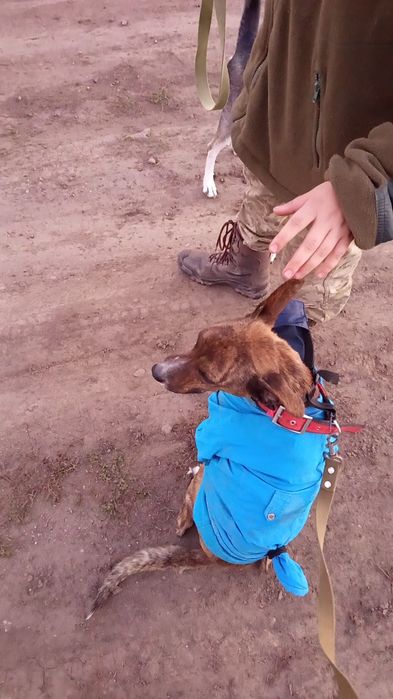 Віддам собаку метис стаффа