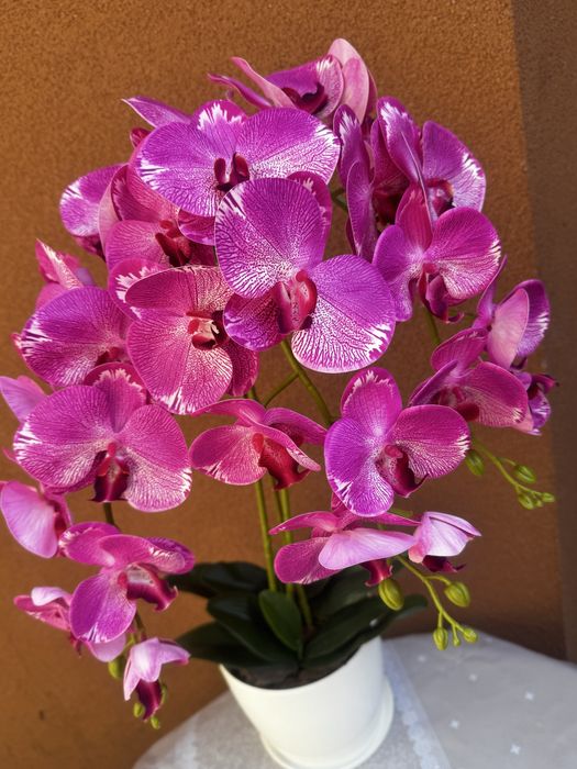 Латексні орхідеї