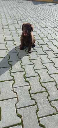 Labrador Retriever Chocolate com Lop e Afixo