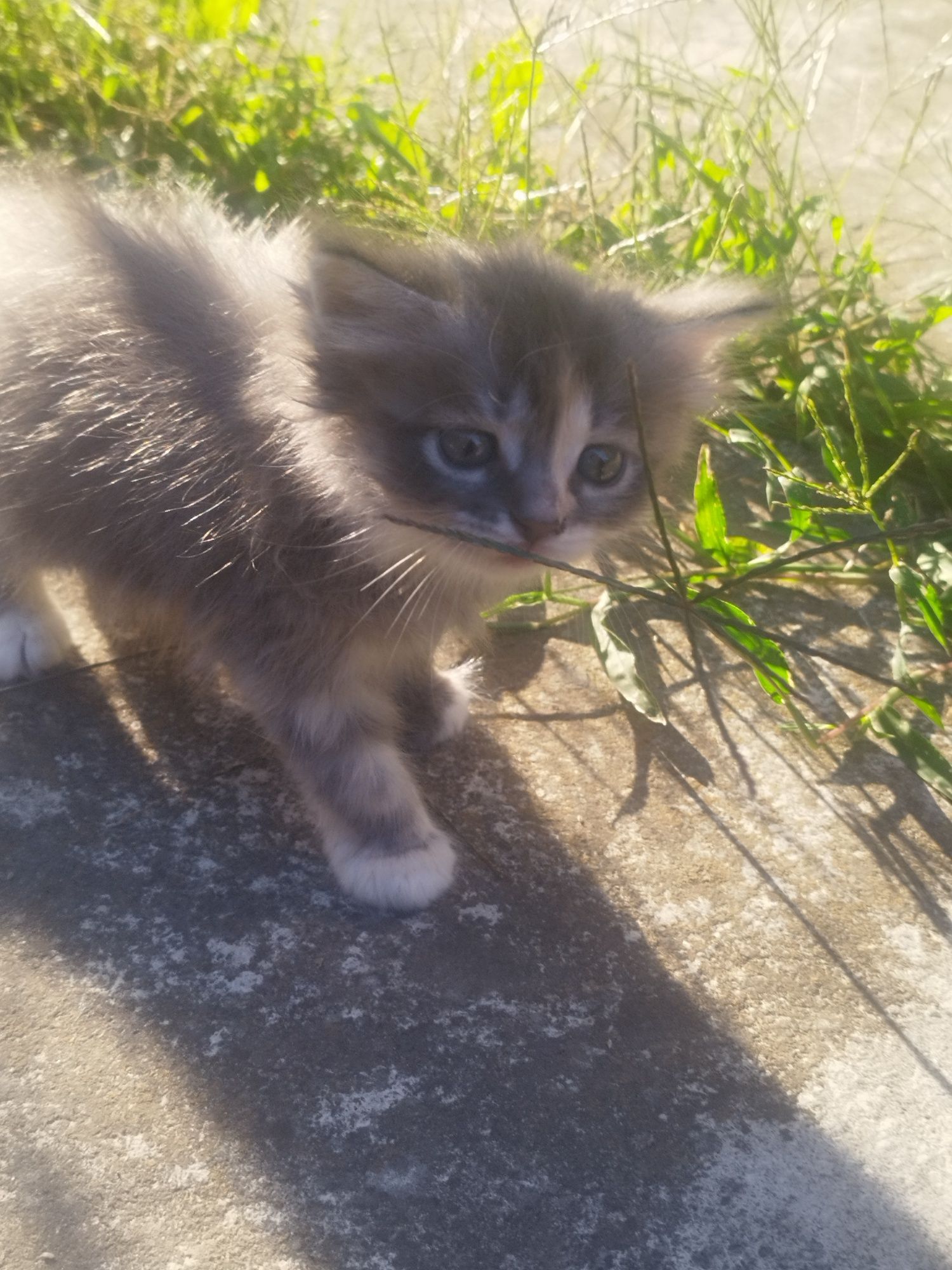 Віддам кошеня безкоштовно