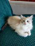 Piękna pręgowana kotka ragdoll