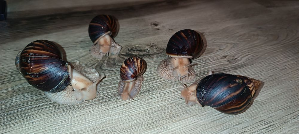 Продам Равлики. Ахатіна Імакулята