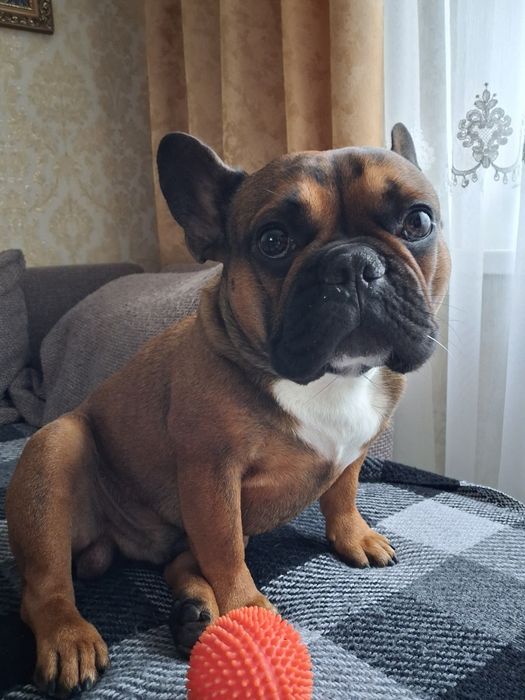 Бульдошка француз В'ЯЗКА