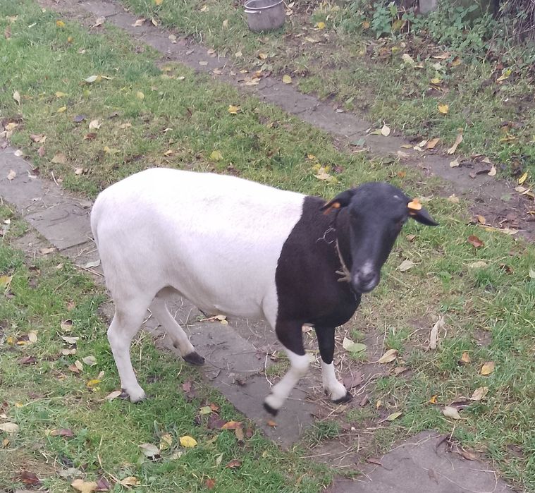 Sprzedam Owce z małym