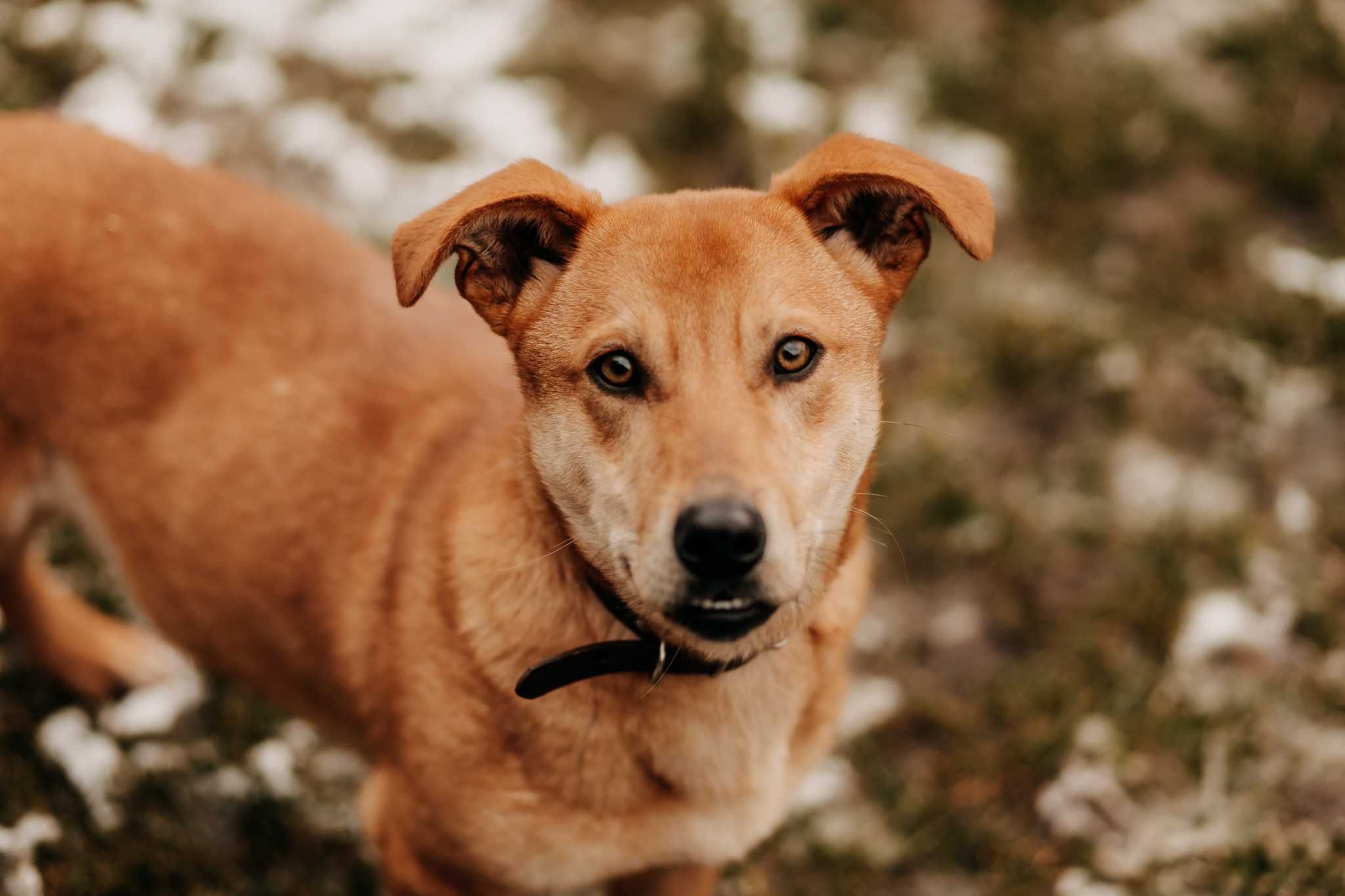 Roczny, 14-kg Chaps poleca się do adopcji!