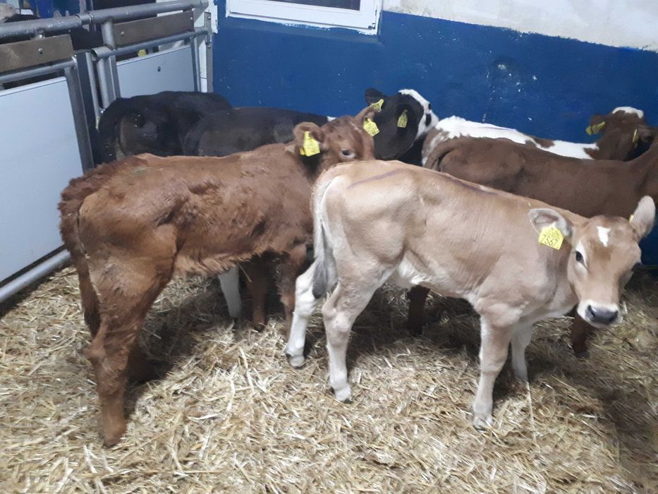 Cielaki MM, MS, SM, byczki, jałówki, jałówki i byczki , dowóz