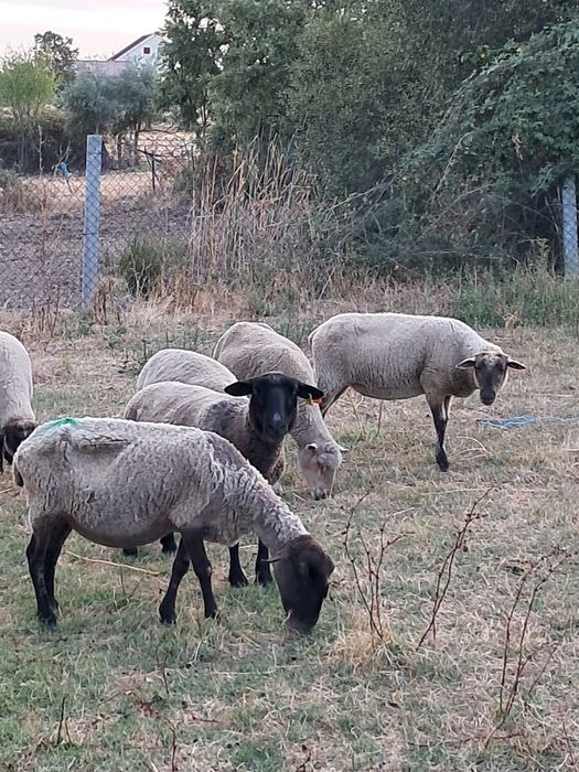 Ovelhas e borregas