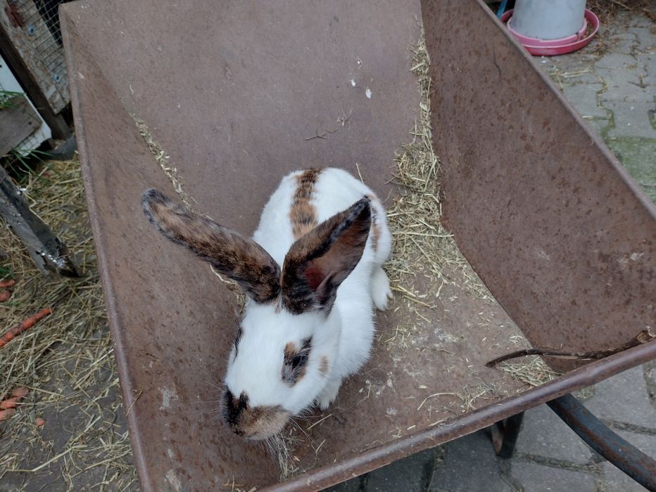 Piękna samica OST Olbrzymi Srokacz Trójbarwny