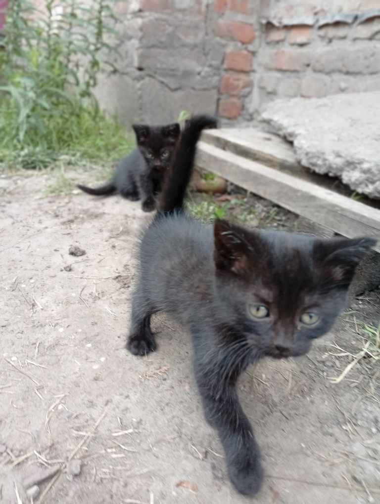 Віддам в добрі руки котиків