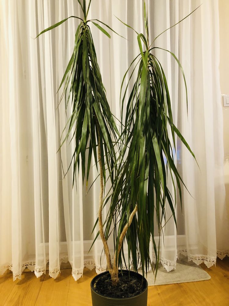 Dracena w doniczce 165 cm