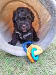 Lagotto romagnolo piesek brązowy FCI ZKwP