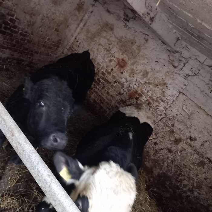 Byczki limusine i simental