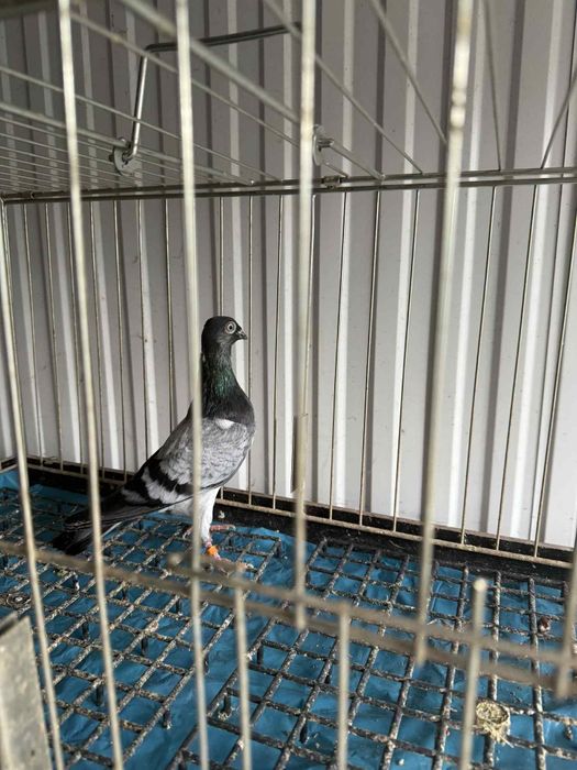 Deresz samczyk 100zł