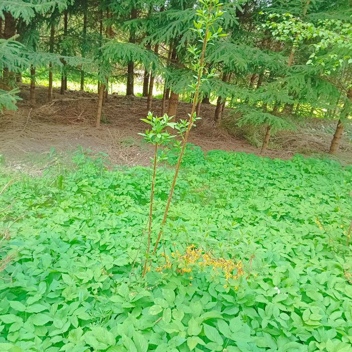 26. Duża sadzonka forsycji