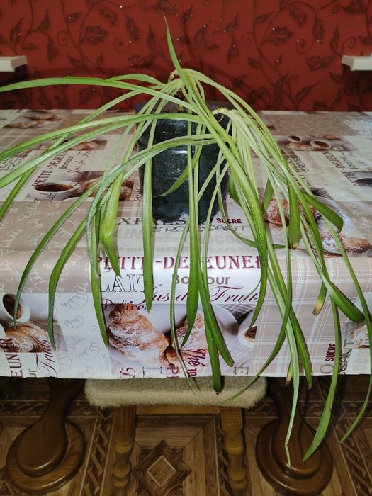 Продам комнатное растение Хлорофитум