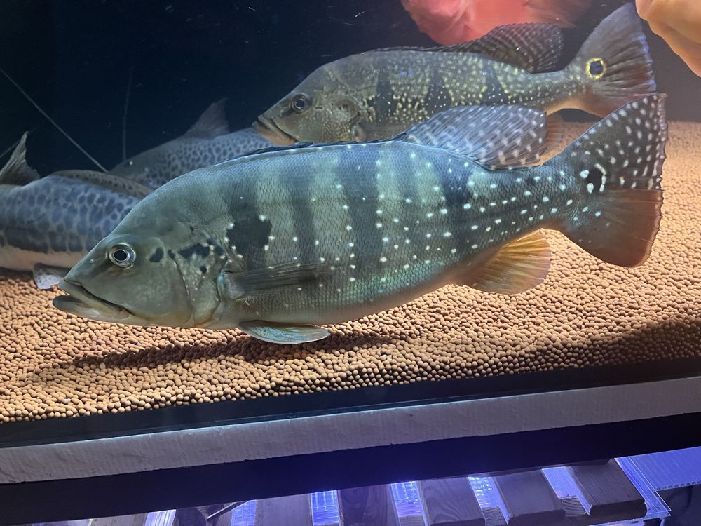 Cichla hibrida 40cm