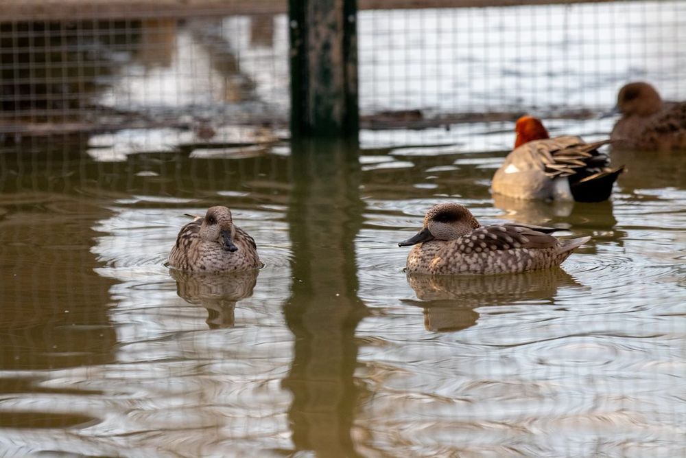 Kaczki ozdobne Marmurki pary i samice    2025