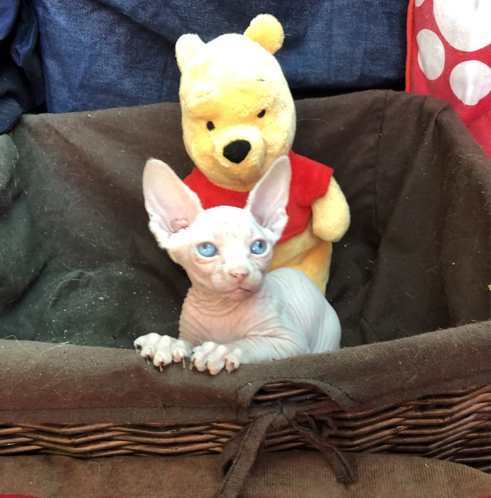 Канадские супердетки