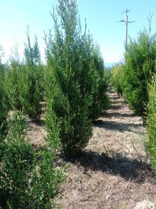 Thuja tuja Aureospicata złotokończysta, Brabant, Szmaragd, Tuja skrętn