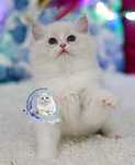 Kocurek Ragdoll blue bicolor lynx po Junior Winnerze, rodowód FPL