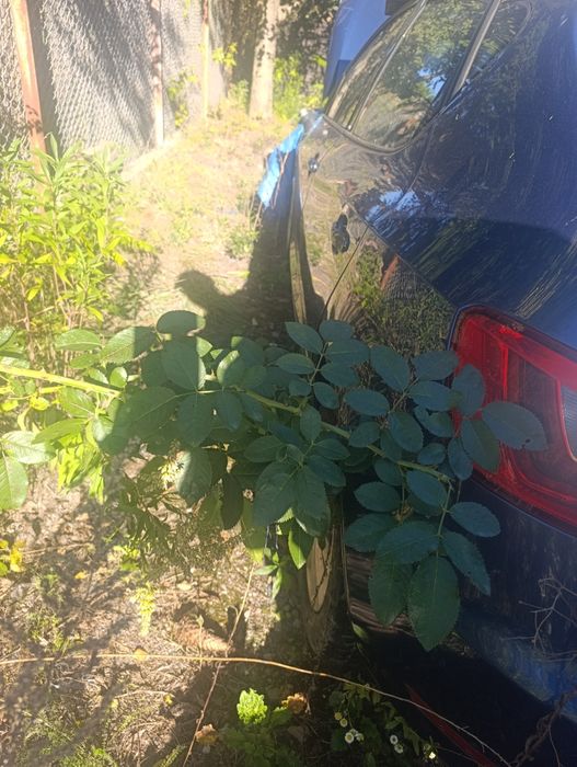 Seat Ibiza TSI DSG 2014