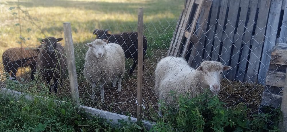 Продам Овечку Не породисту