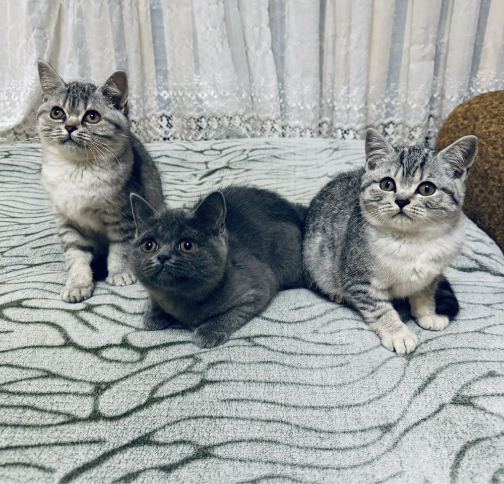Шотландські кошенята/Scottish fold/straight