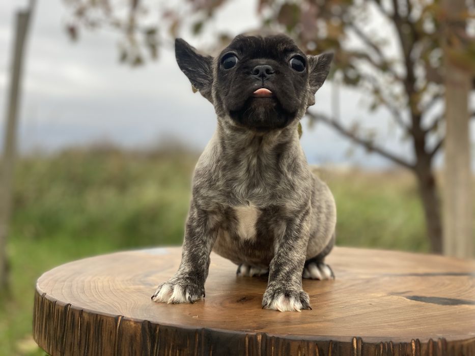 Французькі дівчатка