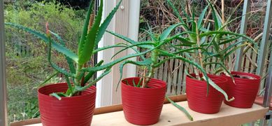 Aloes kaktus sukulent kolekcja