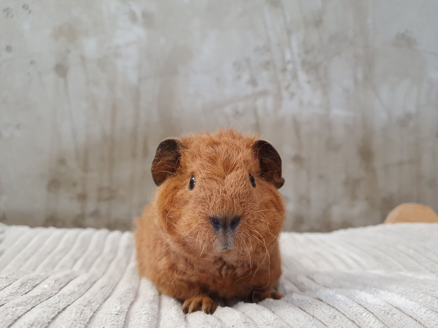 Świnka morska Us Teddy Samiec / california