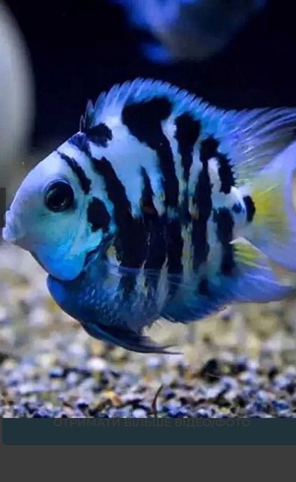 Продам рыбок -подростков сапфировый попугай.