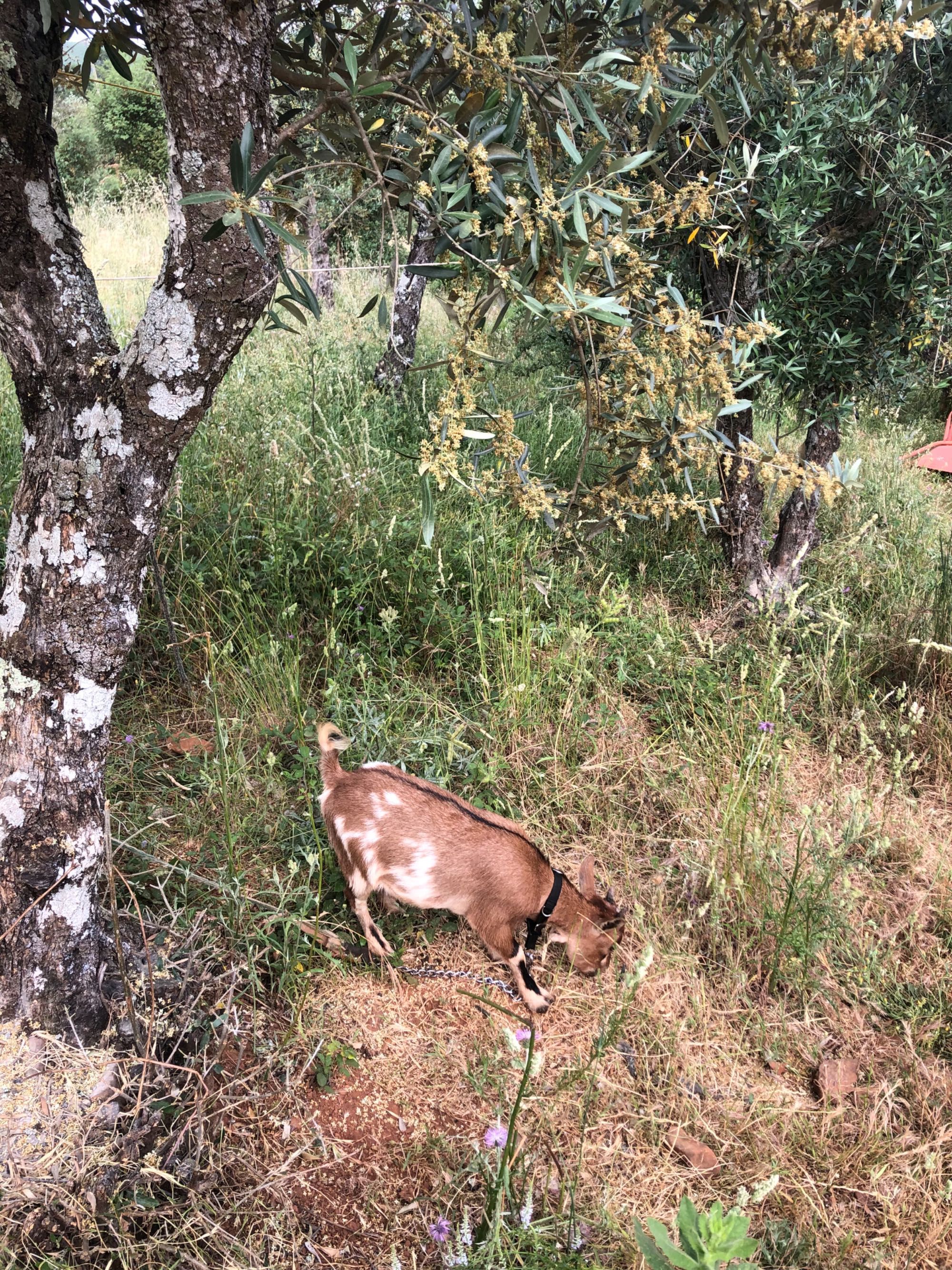 2 cabras anãs com 9 meses