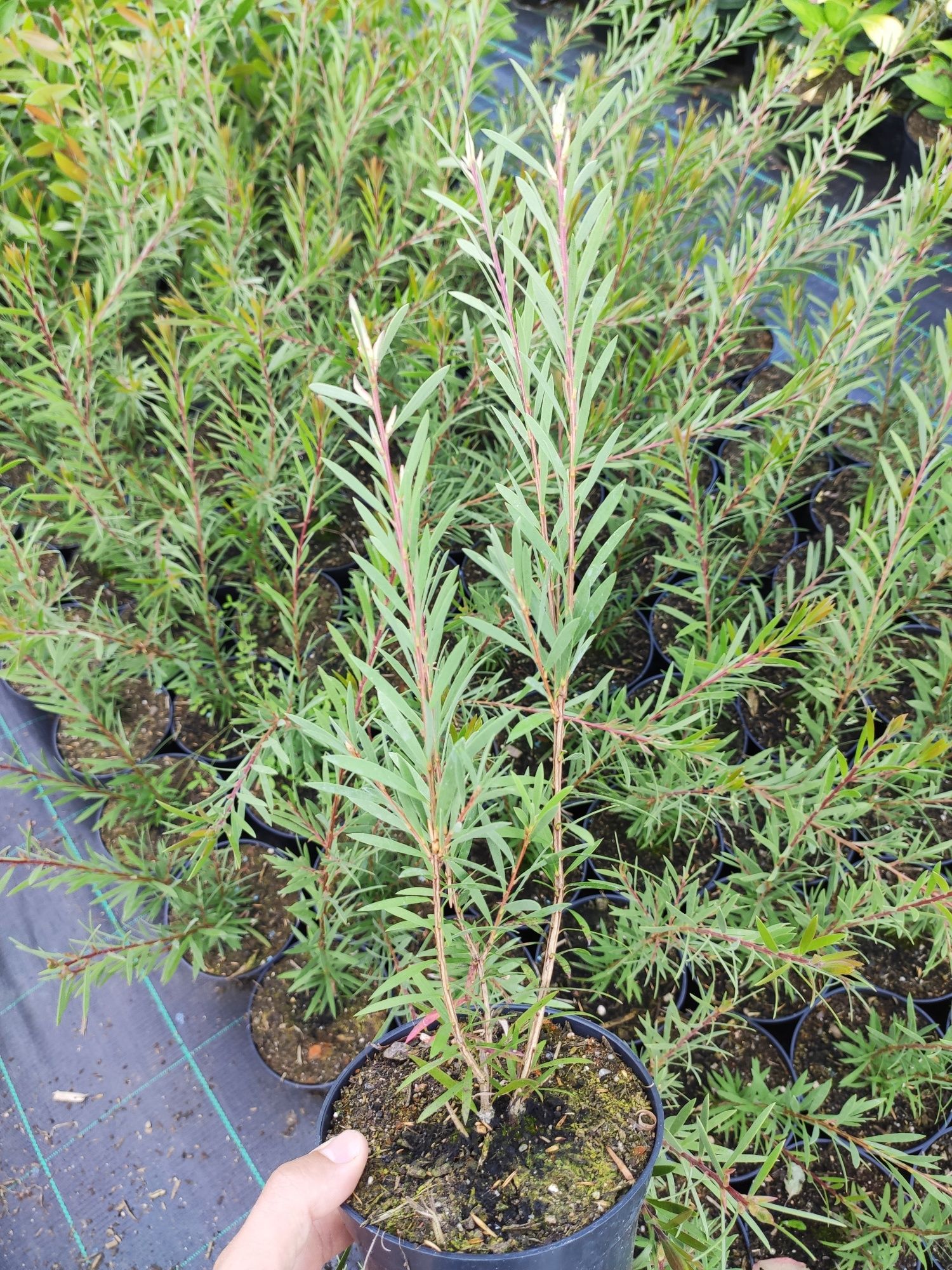 Limpa Garrafas Rosa (Callistemon "Mauve Mist")