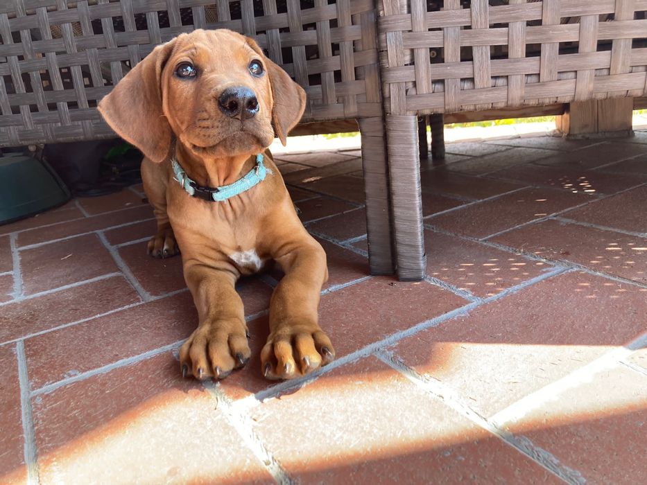 Piękny szczeniak Rhodesian Ridgeback 100% wystawowy