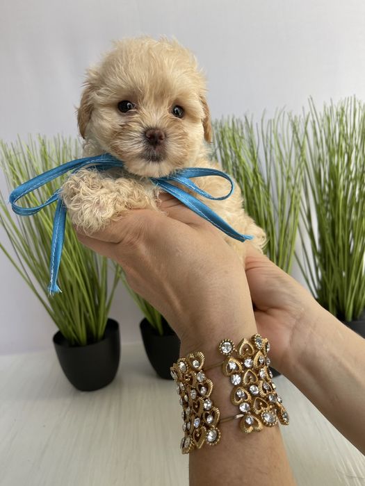 VIP Мальтипу F1 — Кожен з них  маленький шедевр