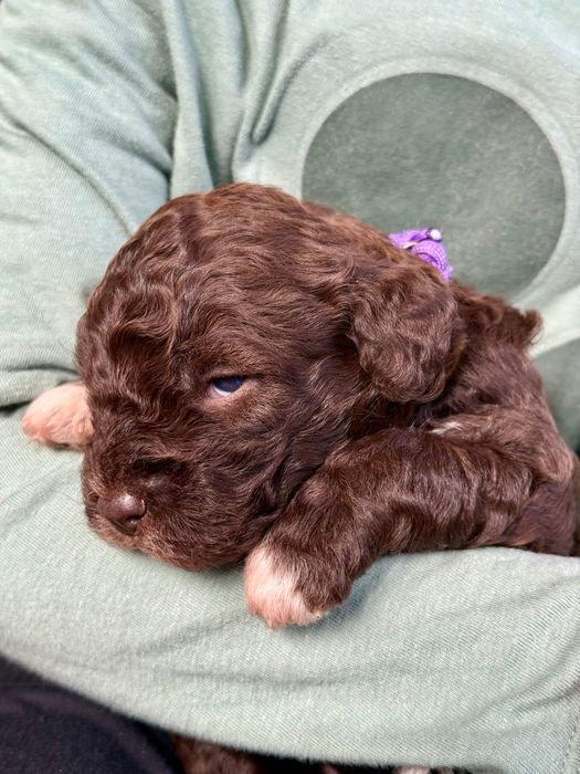 Lagotto romagnolo ZKwP/FCI - piękna czekoladowa suczka