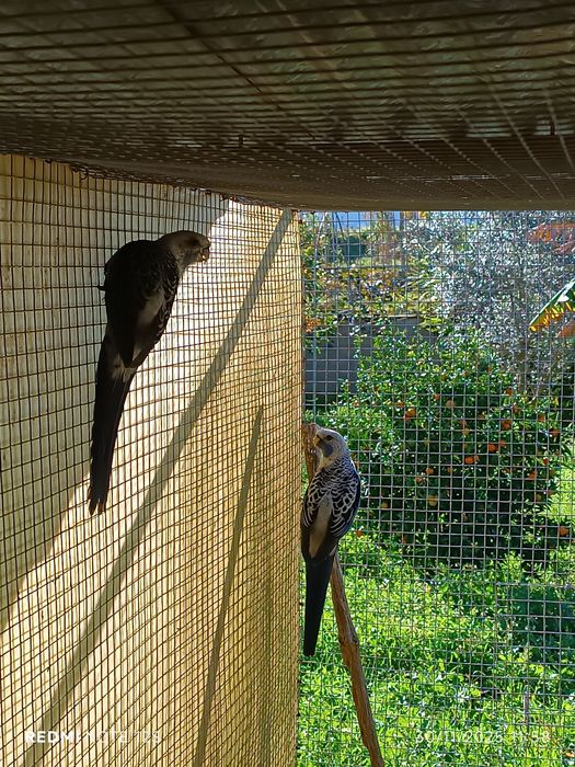 Várias aves para cedência