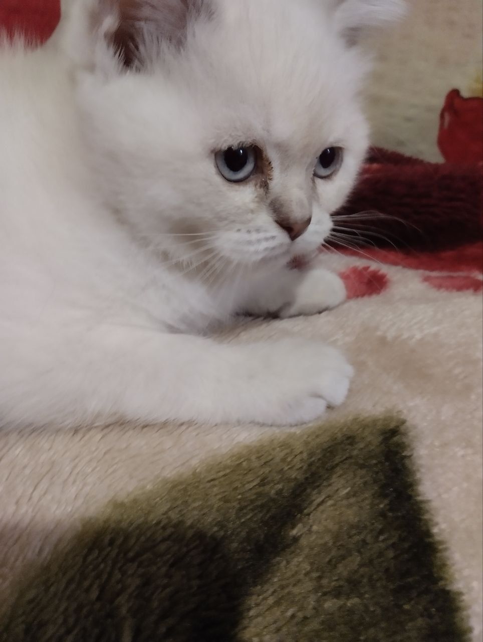 Шотландские котята 2 месяца