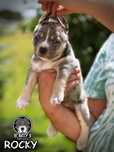 American Bully ABKC merle tricolor