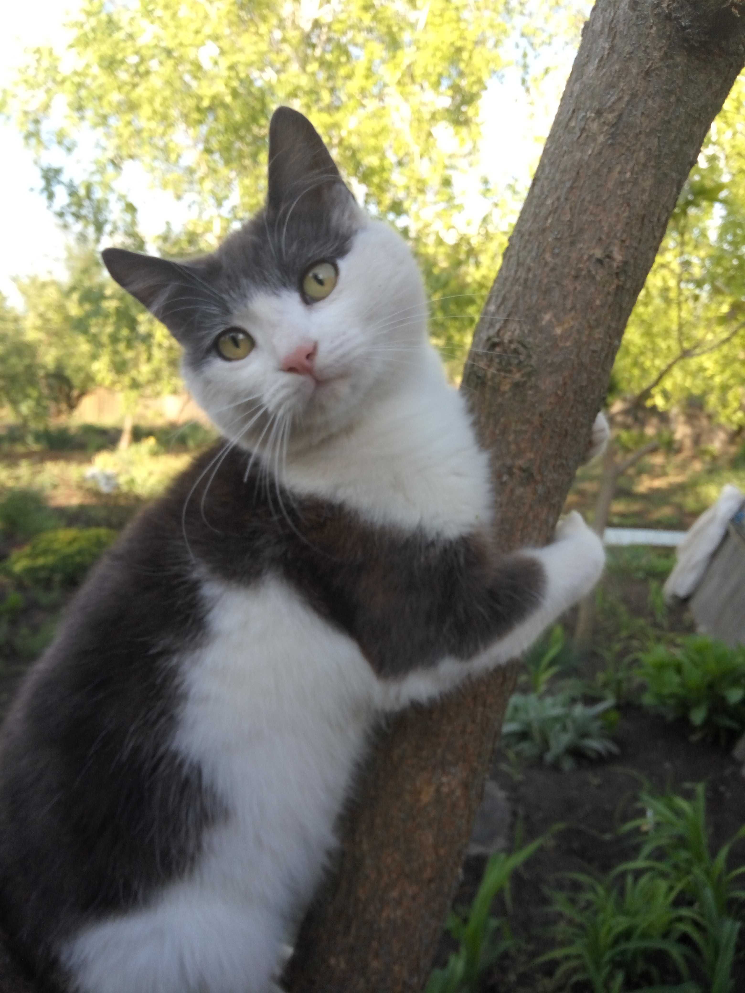 Отдам годичного котика.