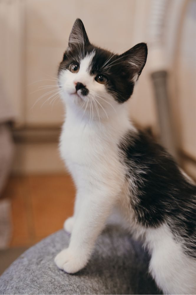 Towarzyska i urocza Charlotte do świadomej adopcji