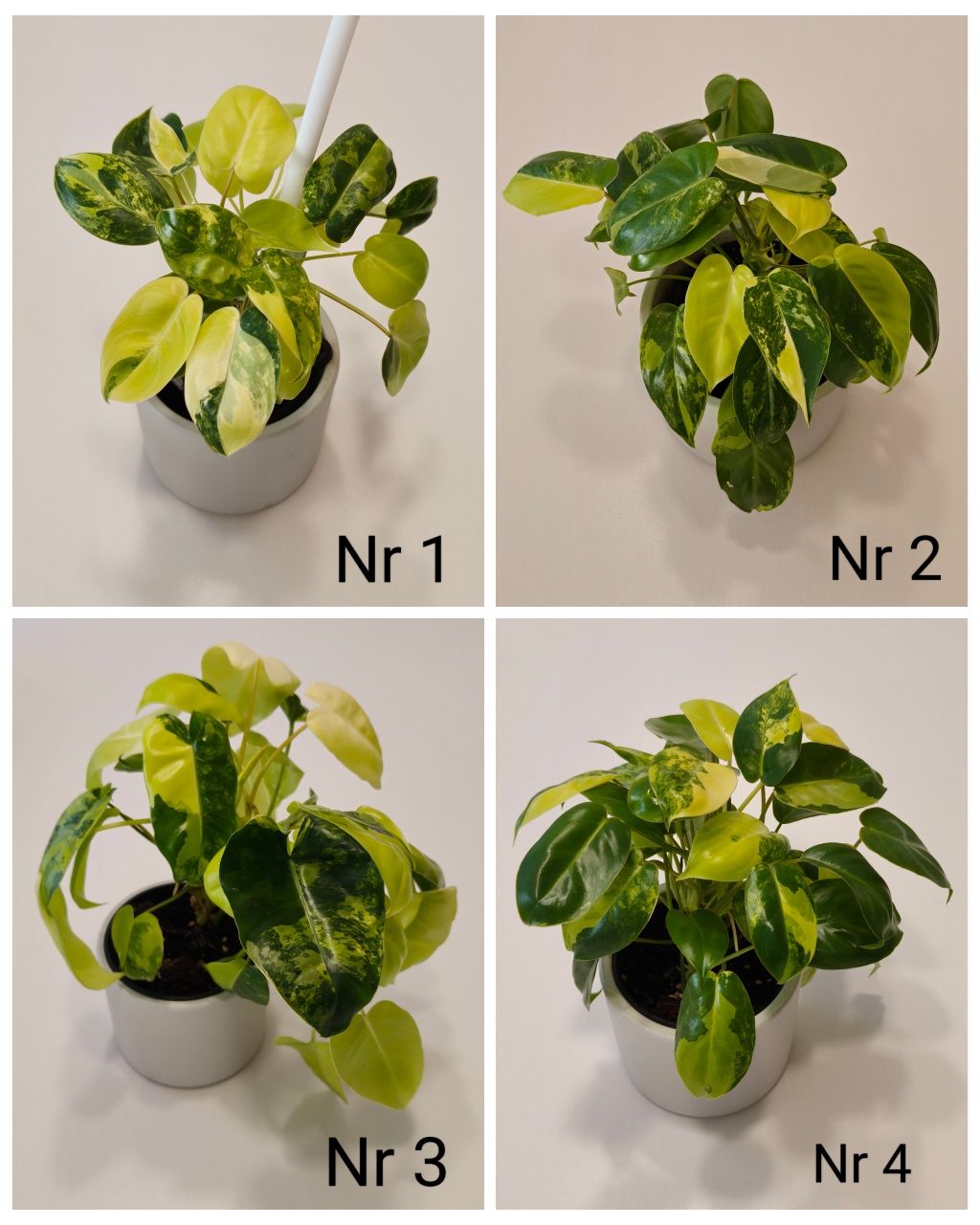 Philodendron Burle Marx Variegata