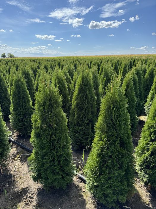 Gęsta Tuja Szmaragd 160-170cm Producent Dostawa Sadzenie