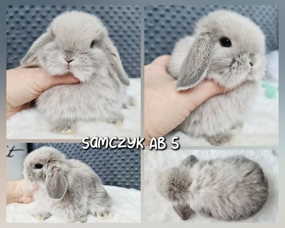 Mini lop królik króliczek miniaturka baranek hodowla badania