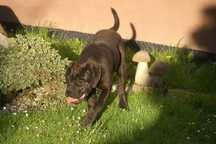 Cane Corso FCI  suczka  zagraniczne krycie. Ładna głowa, do hodowli