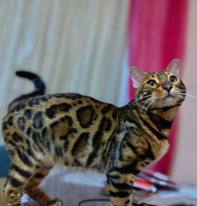 Вязка - опытный  бенгал