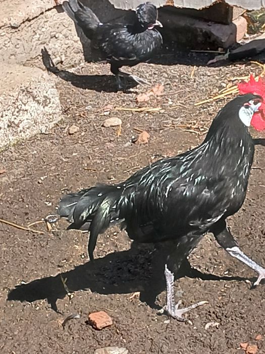 Kurki Ozdobne - wyprzedaż